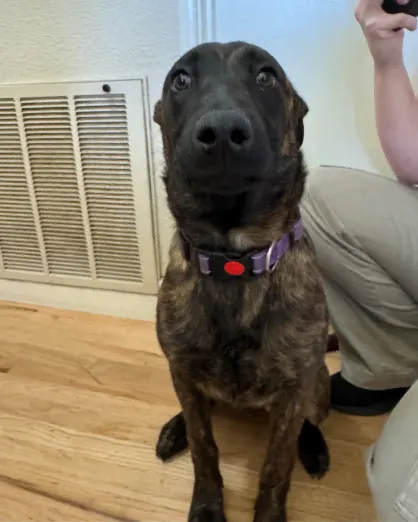 Xena the dog
